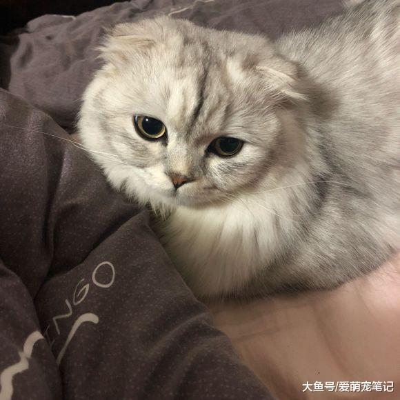 带折耳猫去宠物店洗澡, 却突发肺水肿不幸去世, 主人为此后悔不已
