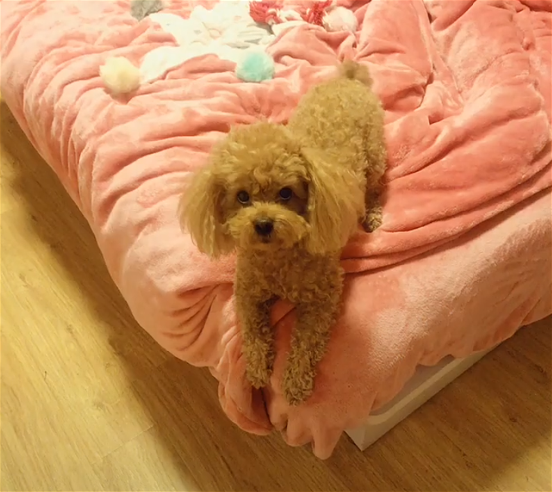 主人高速路上堵车, 两只泰迪隔着车窗吵架, 狗: 有本事你下来……