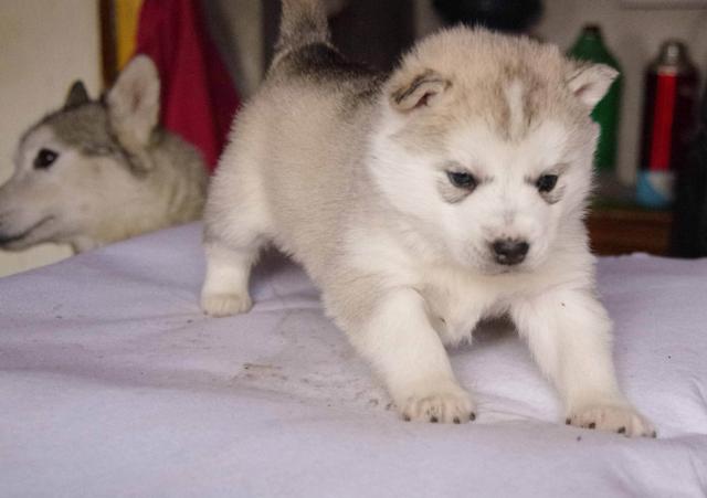 饲养幼犬的“5大忌”，特别是新手，学会了能让你少走很多弯路