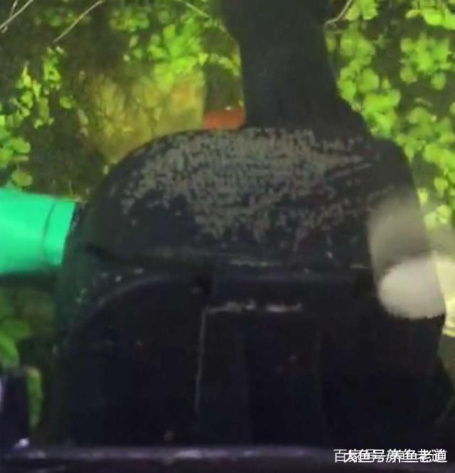 一个草缸里同一天三种观赏鱼产卵, 它们的战争也因此而起!