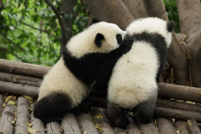 熊猫宝宝打架骨折，不得不脱下“毛裤”做手术，笑掉众人大牙！