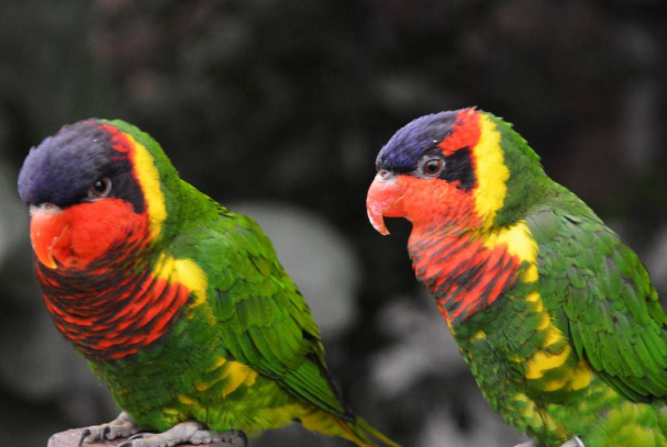 鹦鹉是聪明机灵的宠物鸟，但是，如果它咬你的话该怎么办呢？