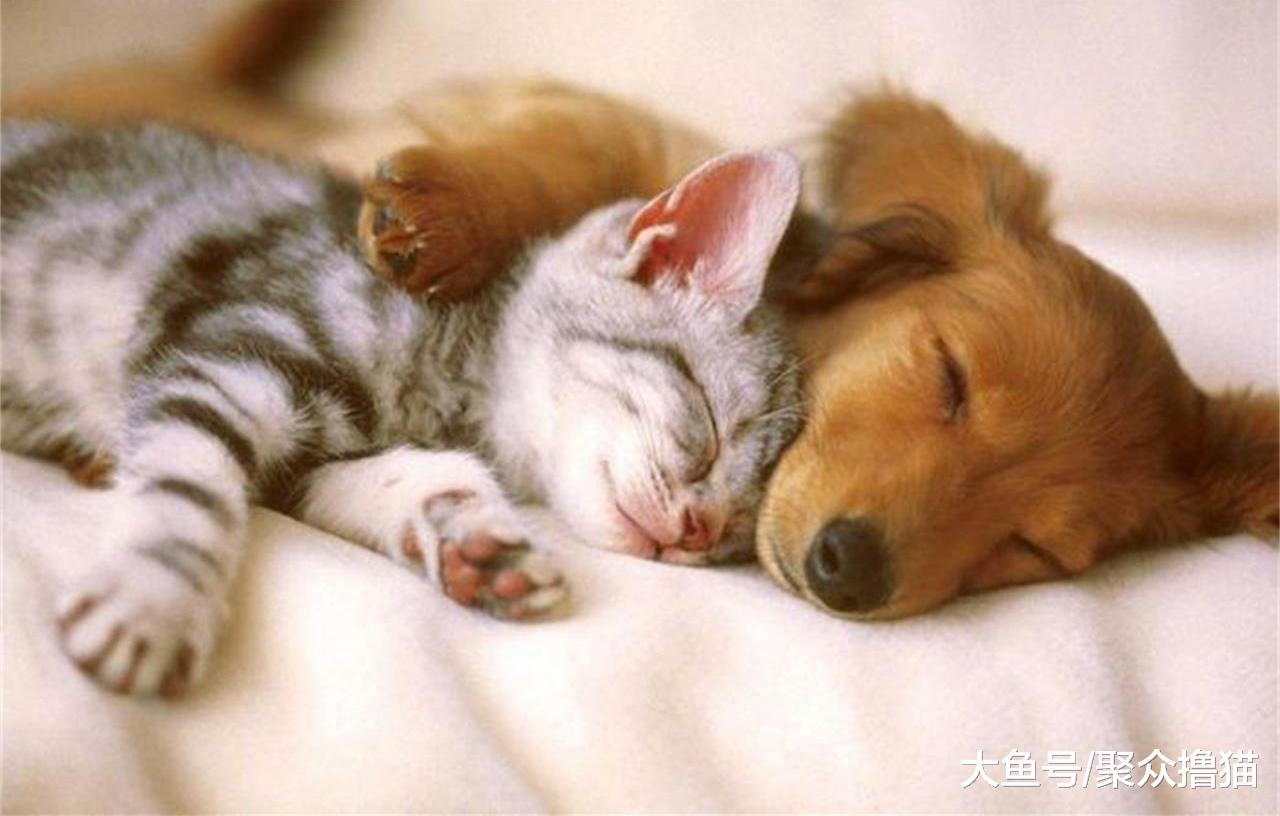 猫狗天生是敌人吗？并非如此，只是它们之间社交语言不通