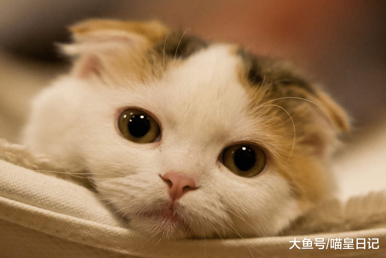 喵星人和狗狗性格相反，但是却能友好相处，主要是这三点互补！