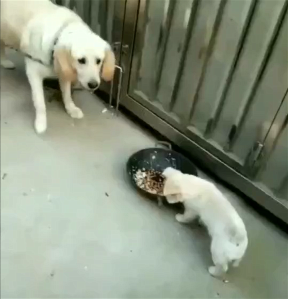 拉拉在外面捡回流浪狗崽, 主人给小狗喂食, 狗崽的举动暖心了……