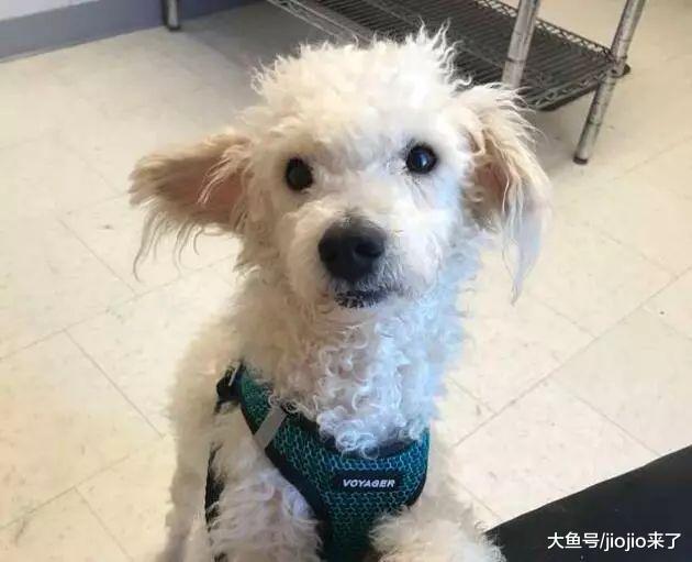 患病狗狗时日无多，她领养回家让它在最后的日子里尽情感受幸福