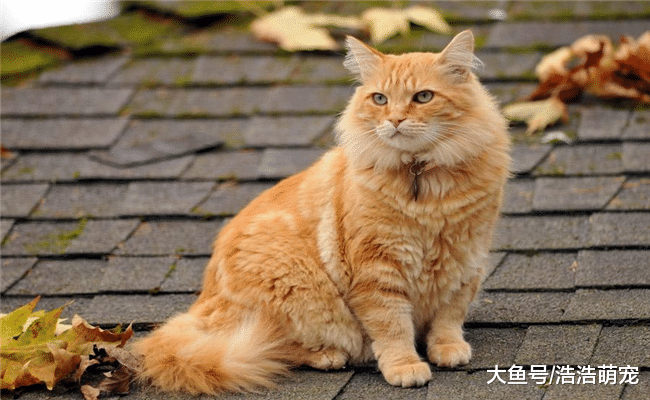 猫咪讨不讨人喜欢, 跟颜值有很大关系? 网友: 这猫我真吸不动