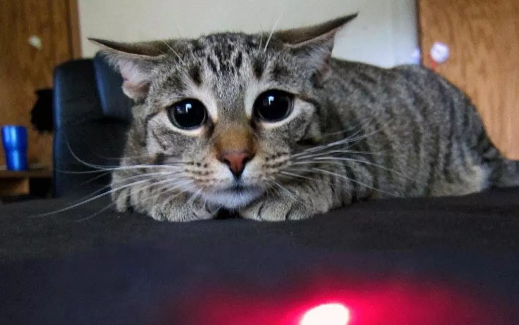 激光笔这种逗猫神器，其实你从来没用对过！