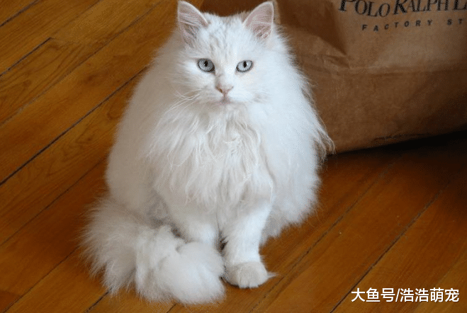 去宠物店买猫时，不要说这5句话，不然会被“坑”