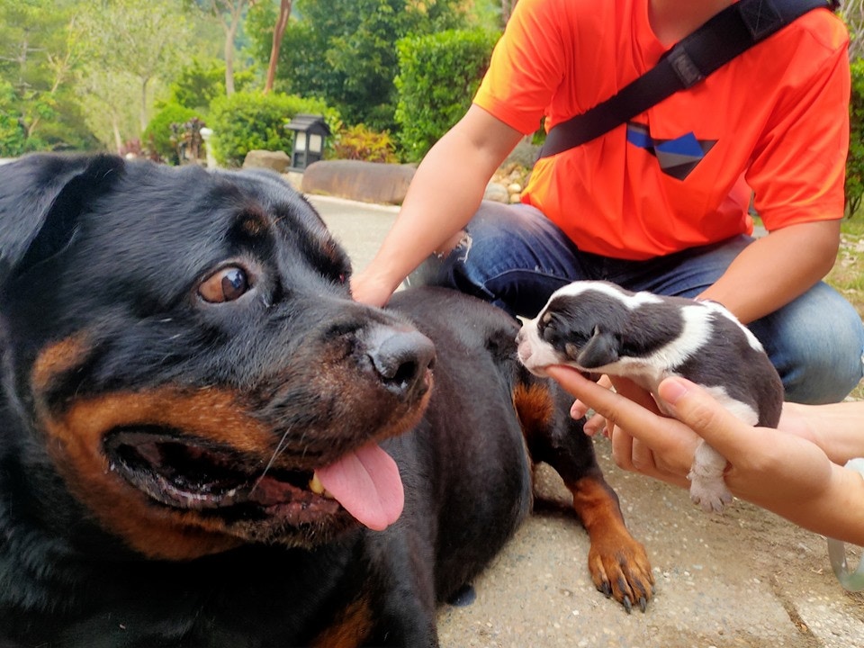 120斤的罗威纳什么都不怕,但见到幼犬竟十级恐慌,反应超夸张