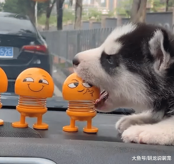 刚买的二哈，把它放进车头上，结果却把主人气我得想退货？