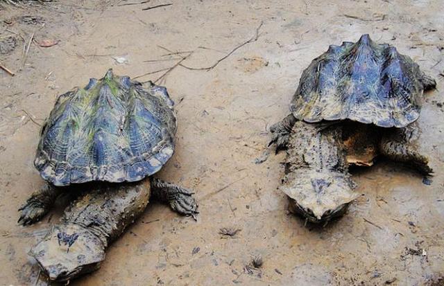 绿森蚺别名森蚺