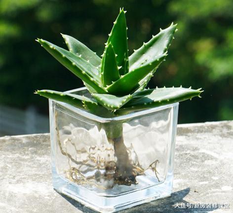 好養活還功能強大的綠植，一定要看過這4種再說話！