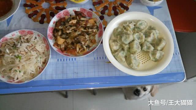 老奶奶和狗，過年兒女不在家老奶奶和狗子一起吃餃子，狗子才是最長情的陪伴