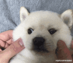 终于知道柴犬的脸为什么那么大了，都是这么来的...