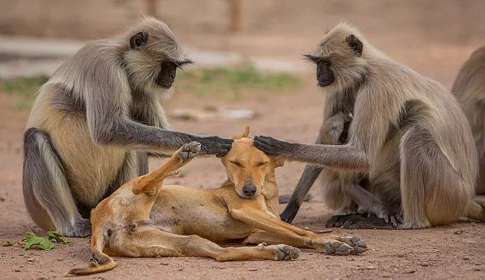 挖煤工脸可不是猫咪专属，TA还有这些小伙伴们！