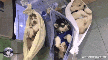 網友養了3只二哈，為了讓奶狗睡好，她卻想了個“餿主意”