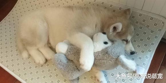 二哈自己在家是怎么度过一天的？它并没有你想象中那么无聊