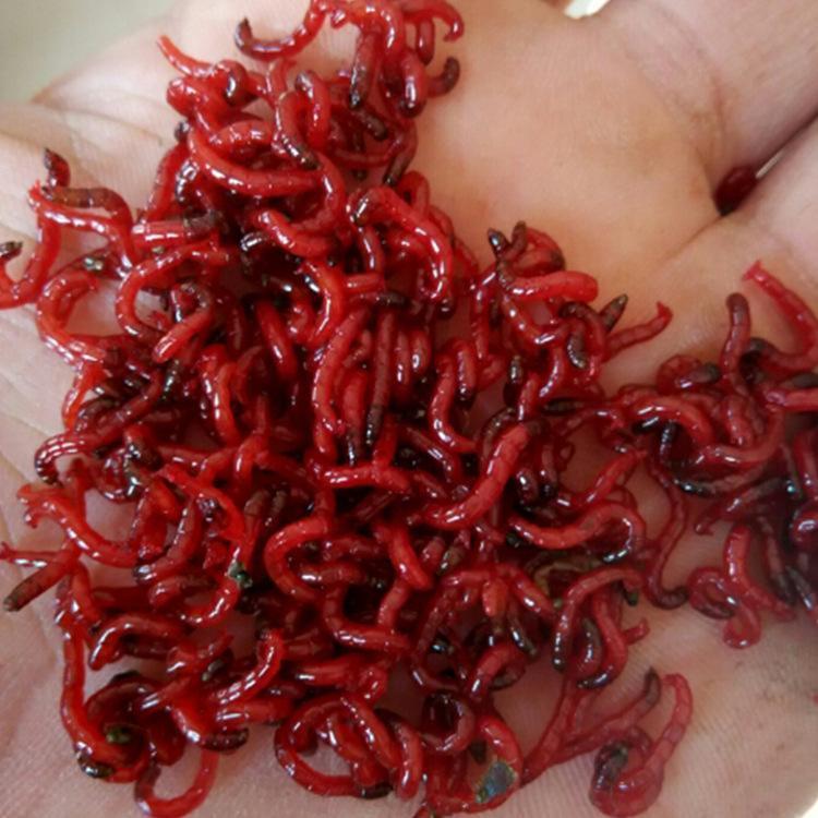 趁别人不注意挂鱼钩上，黑坑用红虫最好使，老钓手最明白