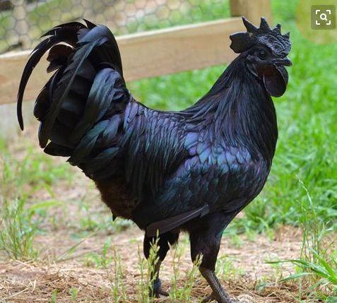 純黑雞1萬8一只，雞肉內臟都是黑色，生出來的黑雞蛋更是高價！