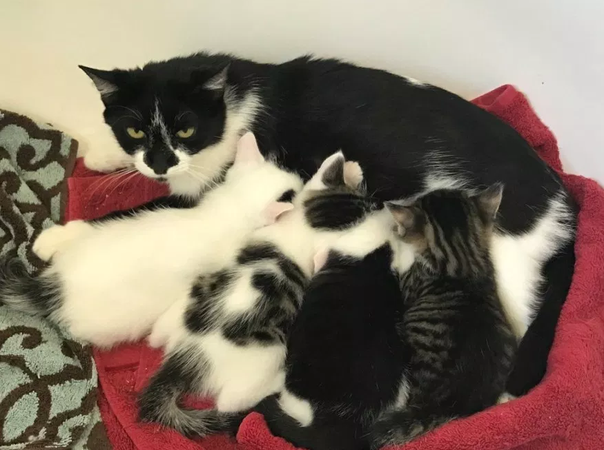 猫咪带着“老婆”回家求收养，宠主被秀一脸，却令家中多出5只猫
