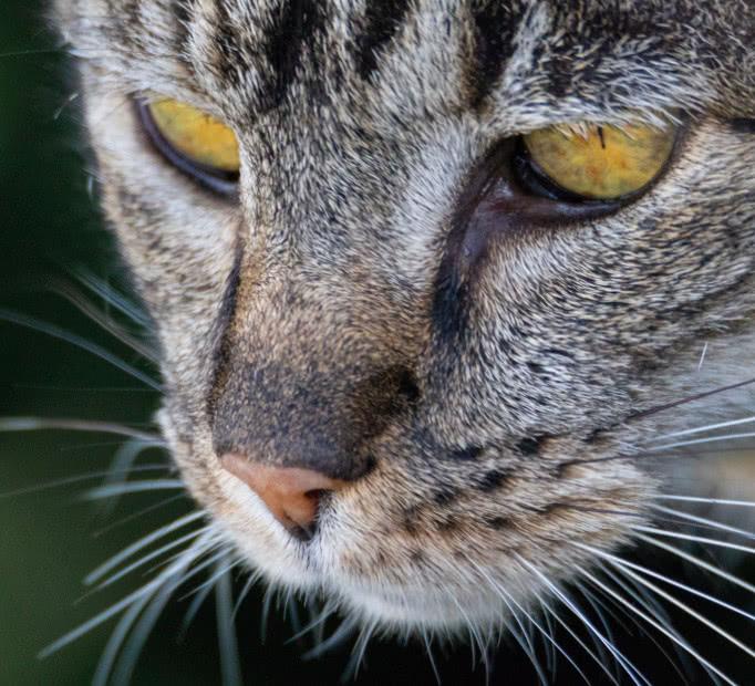 猫咪为什么流泪？可能是正在被某些疾病问题困扰，在向宠主求救！