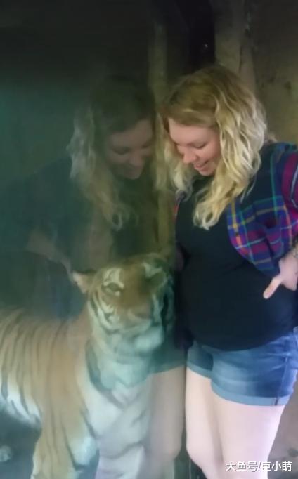 动物园老虎不停撒娇，还把脸贴在游客肚子上，网友：细思极恐