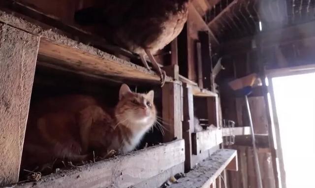 胖橘抢鸡食后遭公鸡追逐，落败后被人嘲笑，无奈寻求铲屎官安慰！