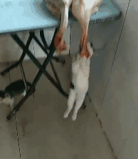 猫咪挑食？天性使然！酸甜苦鲜咸，谁才是猫最爱？