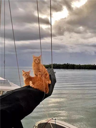 流浪小奶猫遇见了水手后, 开启了一段美妙的海上生活...