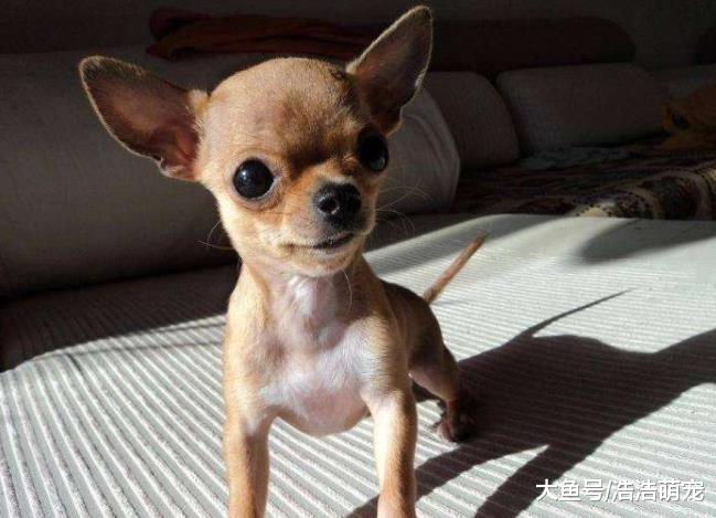 ?最耐不住寂寞的5种狗，柴犬上榜，你家的狗狗在榜上吗？