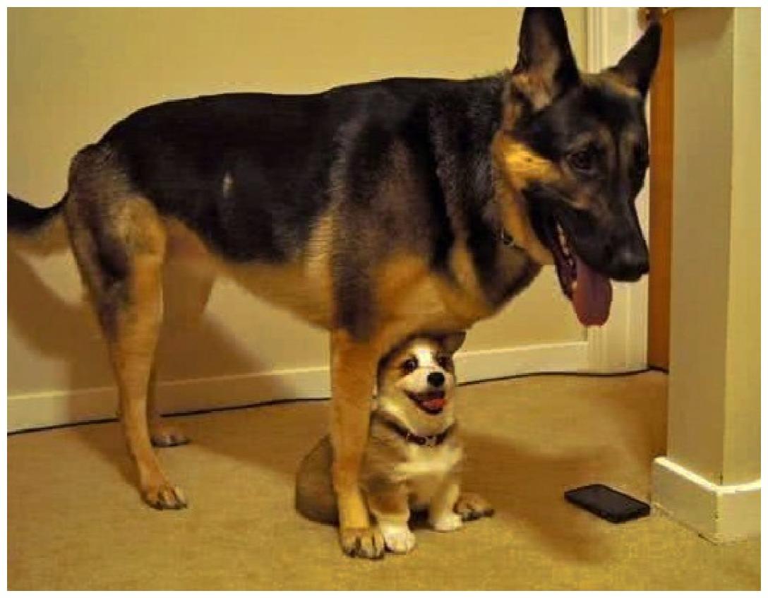 小狗有着德牧的俊朗, 但腿短袖珍, 它的血统充满“童话”气息