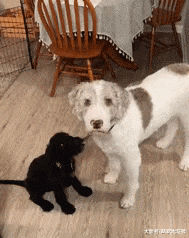 网友捡了只黑狗，结果家里的白狗瞬间石化了，一动不动站在原地！