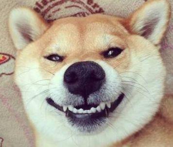 小金毛因牙齿缺陷变抑郁, 主人看不下去, 一怒之下带它整了牙