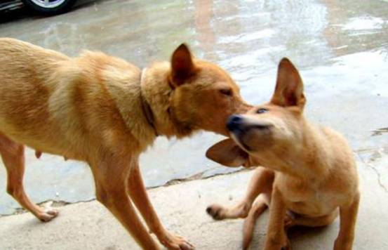 土狗为何遭人嫌弃？以前的土狗多辉煌大家都知道吗？