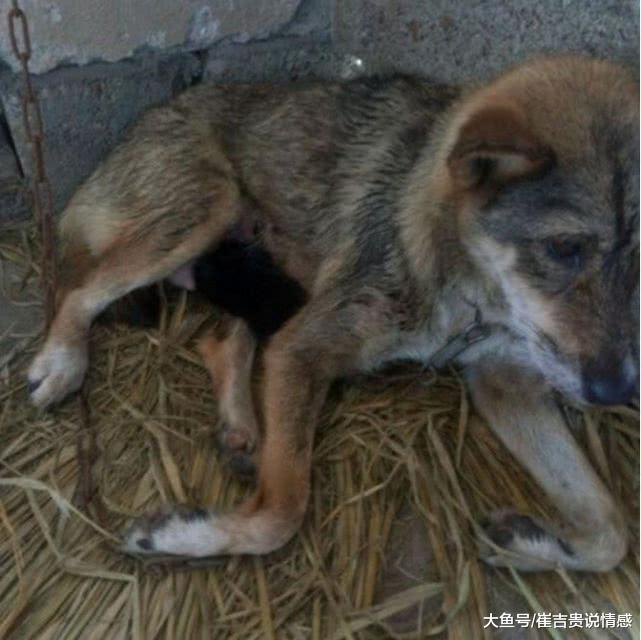 半夜暴雨传来阵阵狗叫声，一整夜无人回应，隔天起床一看心都碎了