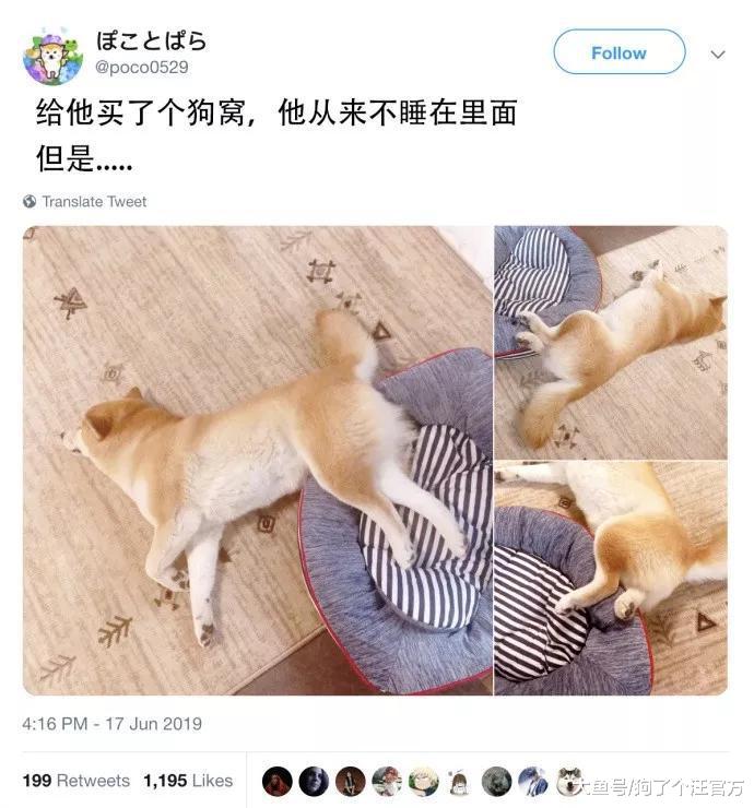 给柴柴买的狗窝，没想到是这么用的