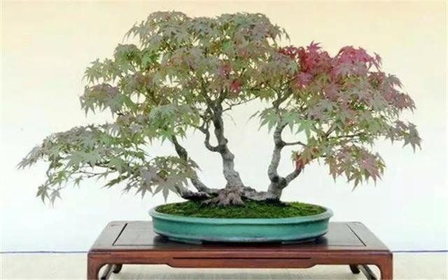 枫树盆景如何打理，后期养护要点，特别是肥料使用不可过多