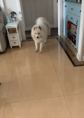 泰迪钻泥坑放飞自我，被主人捉住后装腿瘸，网友：心机狗……