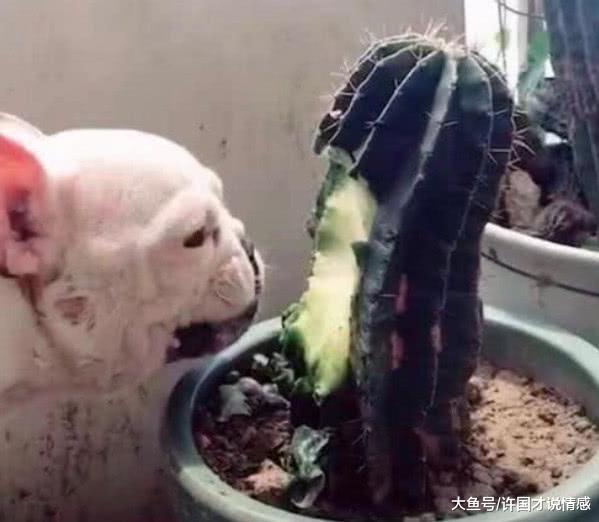 出门上班时忘给法斗留狗粮，半小时后男友发来狗狗照片差点笑喷