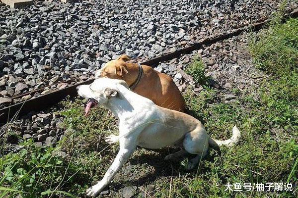 两只狗狗想不开“卧轨自杀”？民警上前拦阻，知道实情后眼眶湿了