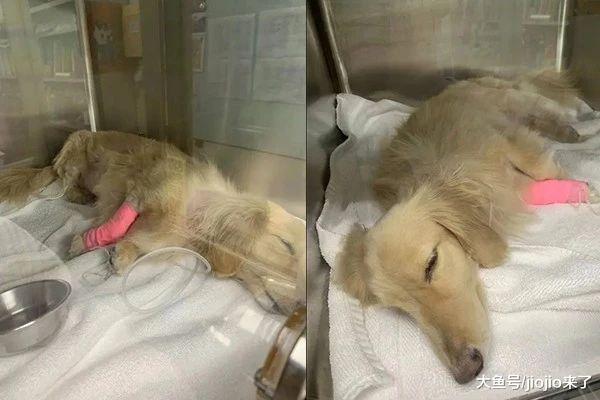 人前天使人后恶魔？女大学生虐待别人家狗致其重伤，宠主愤怒控诉