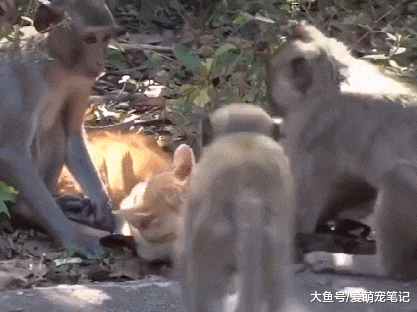 橘猫被猴子当作“压寨夫人”，每天都集体撸猫，全网最没地位的喵