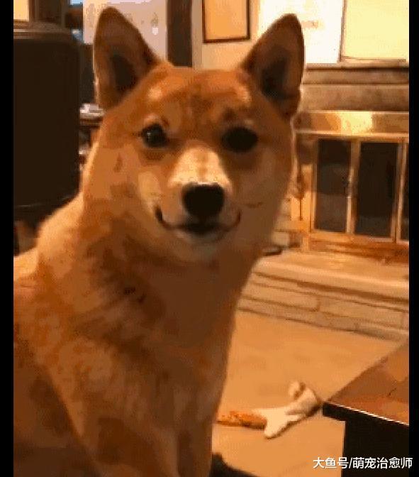 主人喂柴犬爆米花吃，结果却被另只狗抢走了，柴犬：宝宝好委屈！
