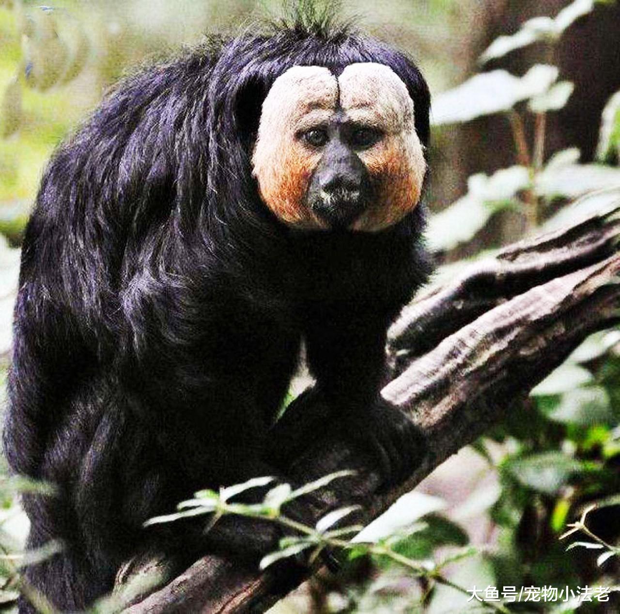 1种长相奇怪的动物，号称“百毒不侵”，吃毒蛇就像吃螺蛳粉一样