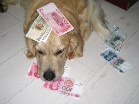 金毛超喜歡錢，藏得再深都能找到，送閨蜜家半天敲詐了一張毛爺爺