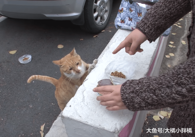 流浪猫只要袋子里的食物，叼走袋子从不当面吃食，原因却让人感动