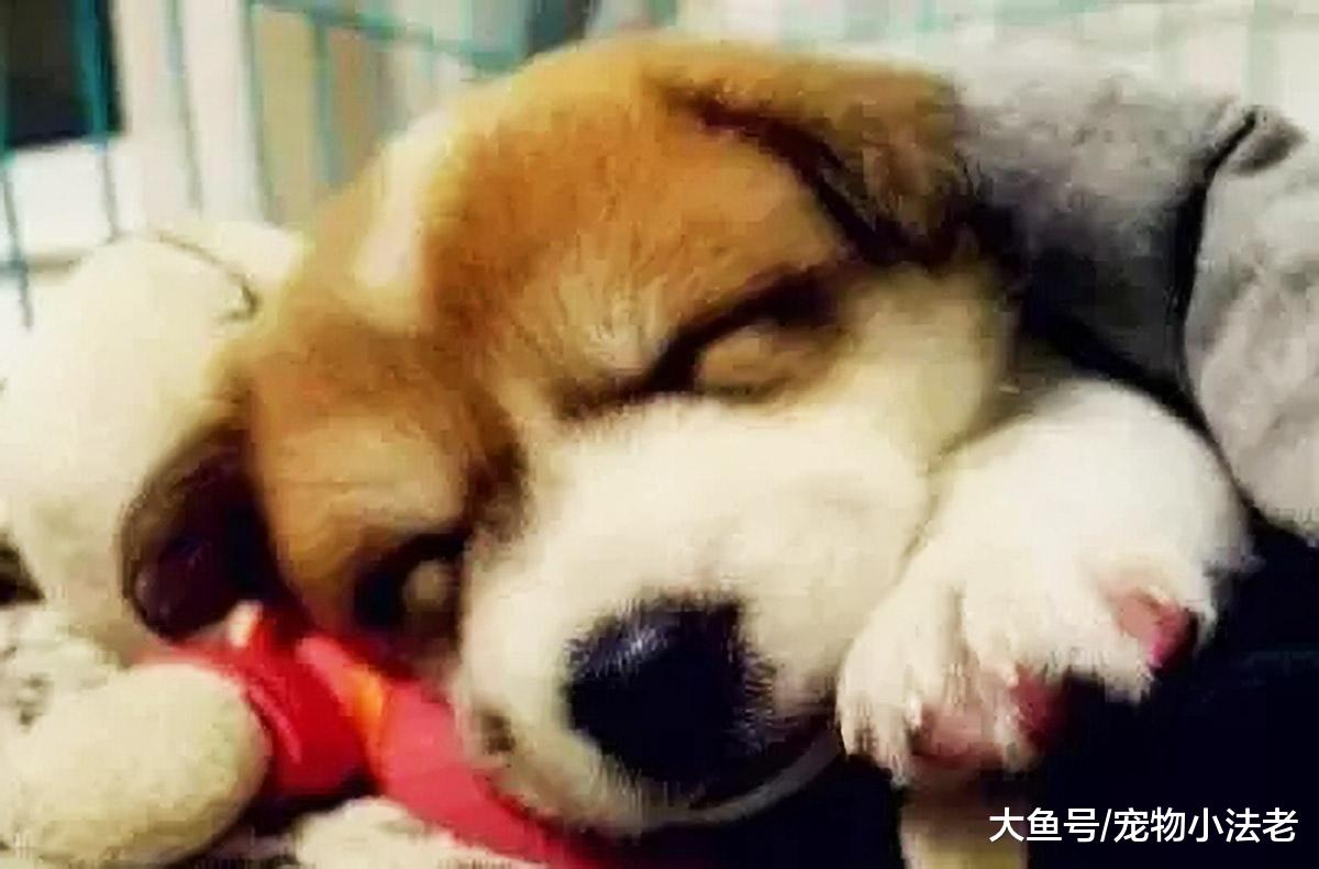 都说土狗丑，带出去没面子，那是因为你没见过这4只土狗！