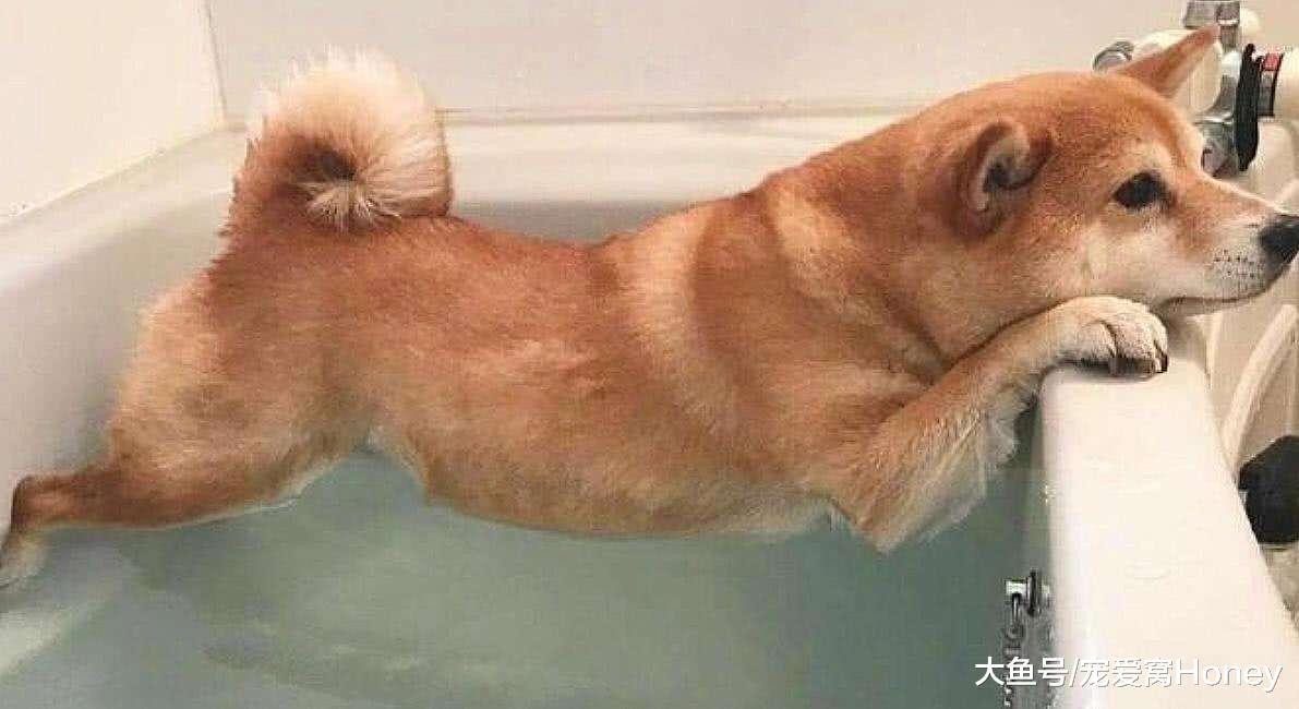 養狗這三個常識你都知道嗎？可以少走些彎路！