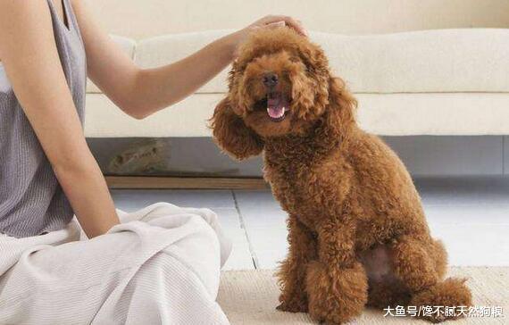 你知道吗? 你越是做这5件事, 泰迪犬只会越恨你!